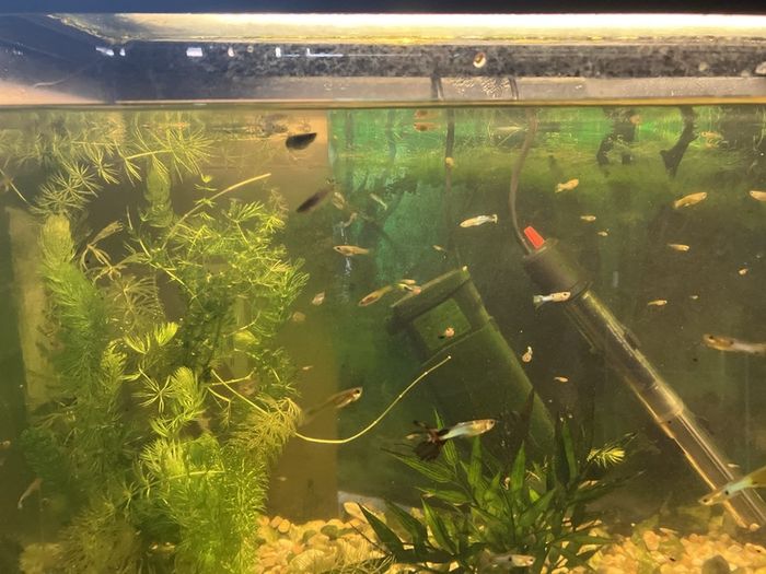 Fish tank with guppies
