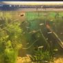Fish tank with guppies Image 3