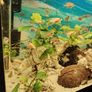Fluval 60l Image 4