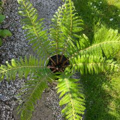 Healthy Big Fern