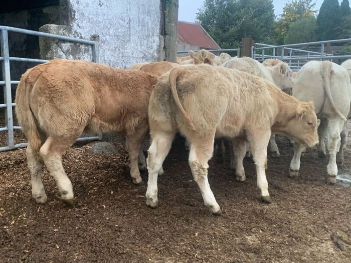 20 super u nd e grade heifers