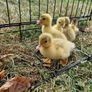 ducks Image 2