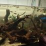 Selling 418-liter aquarium curved with stand, filter, heater, lighting unit, rocks, 4 pieces of wood, and 2 wave pumps Image 2