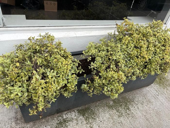 Planter