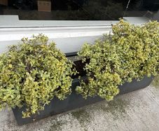 Planter