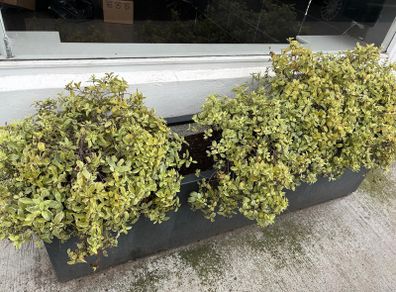 Planter