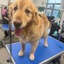 grooming Image 2