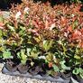 Portugeuse Laurel Hedging Image 5
