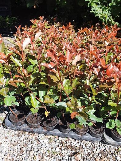 Portugeuse Laurel Hedging
