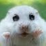 Mouse84