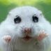 Mouse84