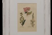 Pair John Hill Botanical Prints 1812