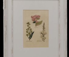 Pair John Hill Botanical Prints 1812