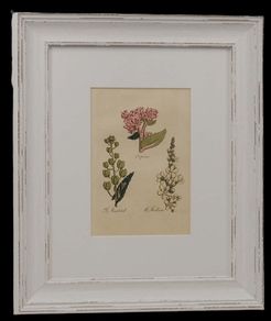Pair John Hill Botanical Prints 1812