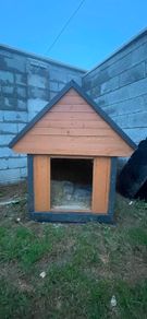 dog box