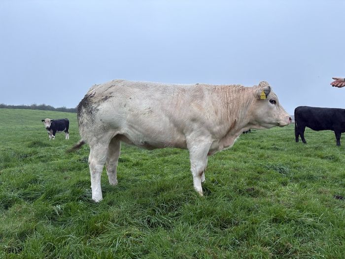 Heifers
