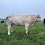 Heifers Image 4