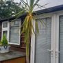 Palm Tree Image 3