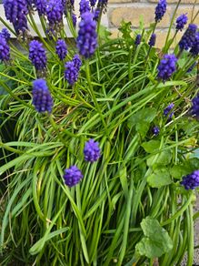 Flowers. Muscari