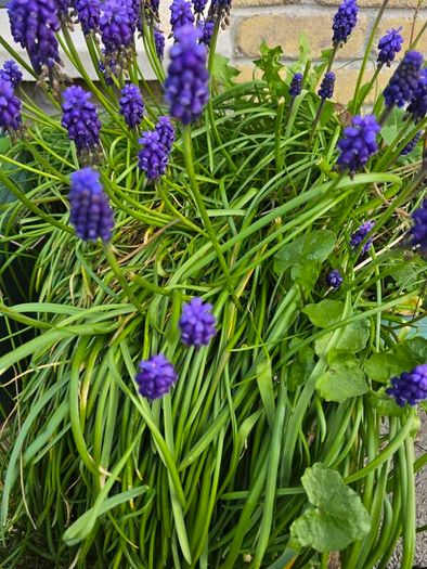 Flowers. Muscari