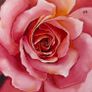 Acrylic Rose Rolled canvas Image 2