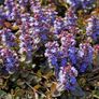 130 flowering plants to clear. Image 9