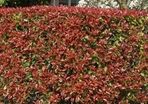 Red Robin Photinia Hedging