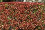 Red Robin Photinia Hedging