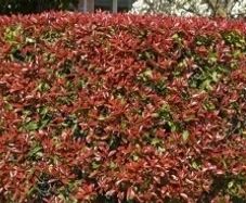 Red Robin Photinia Hedging