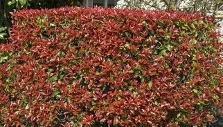 Red Robin Photinia Hedging