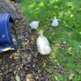 Silkie hen with chicks Image 3