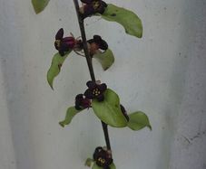 Pittosporum