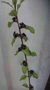 Pittosporum