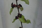 Pittosporum