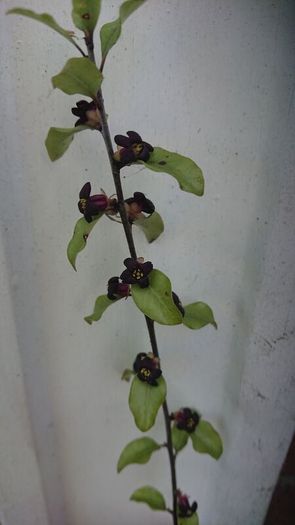 Pittosporum