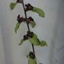 Pittosporum Image 3