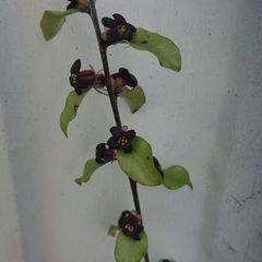 Pittosporum