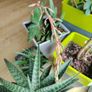 Houseplant- Gasteria Image 3