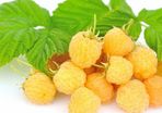 Golden Queen yellow raspberry 2l pot available in September 2024