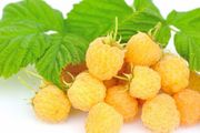 Golden Queen yellow raspberry 2l pot available in September 2024