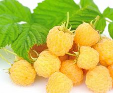 Golden Queen yellow raspberry 2l pot available in September 2024