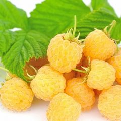 Golden Queen yellow raspberry 2l pot available in September 2024