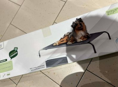 dog bed
