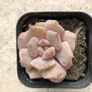 Succulents Image 4