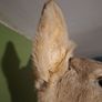 Deer taxidermy Image 5