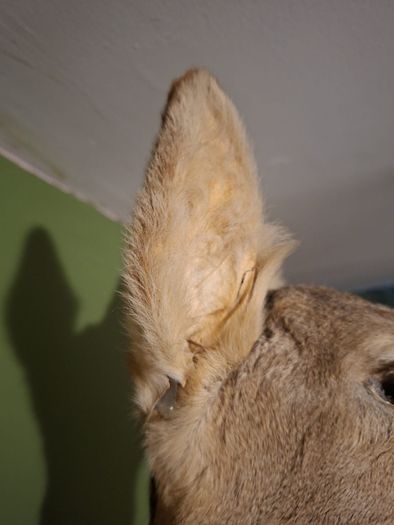 Deer taxidermy