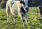 Heifers
