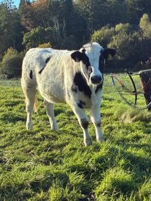 Heifers