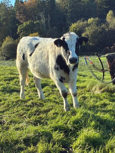 Heifers