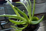 Aloe Vera plants